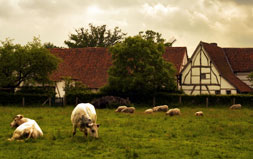 Belgian Farmhouse