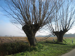 Wilgen in Stekene